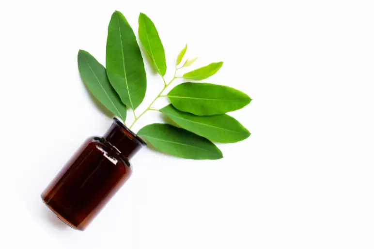 l’huile essentielle d’eucalyptus pour soigner la sinusite
