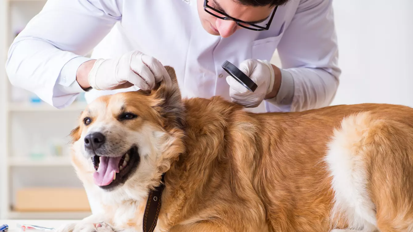 les traitements naturels contre les tiques pour chien et chat