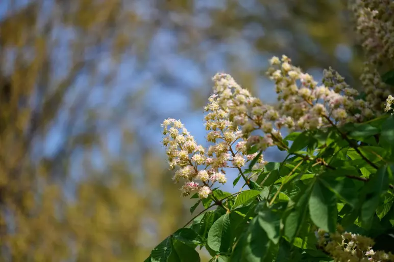 la fleur de bach white chestnut