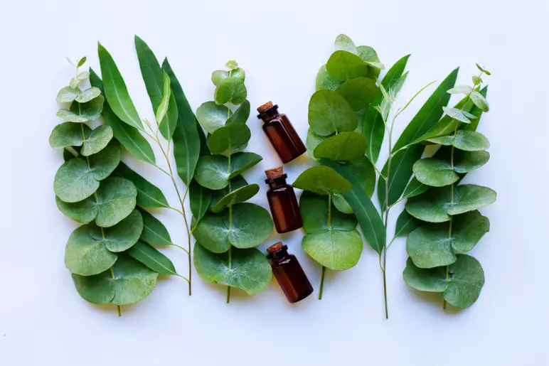 l’huile essentielle d’eucalyptus pour soulager l’arthrose de la hanche